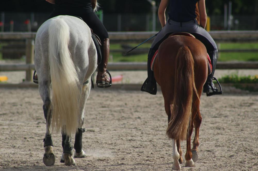Haras près de Lanester