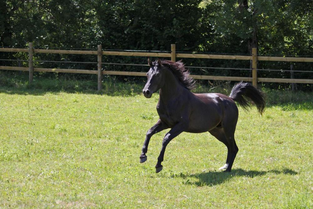 cheval-noir-pre