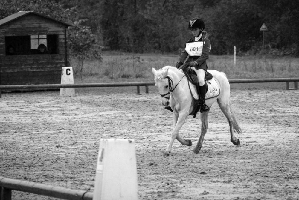 dressage-poney